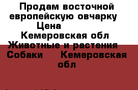 Продам восточной европейскую овчарку › Цена ­ 5 000 - Кемеровская обл. Животные и растения » Собаки   . Кемеровская обл.